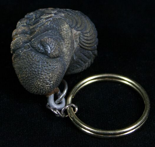 Real Phacops Trilobite Keychain #4727